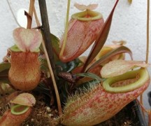 Nepenthes bellii S